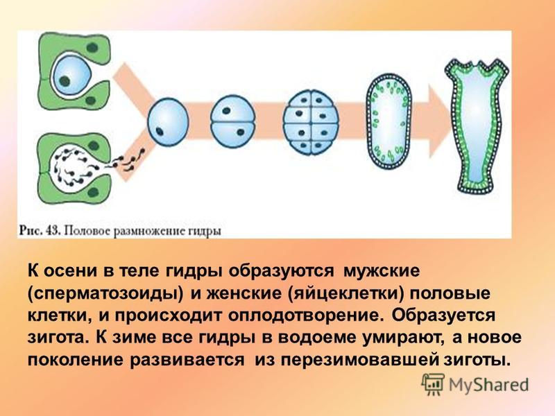 Кракен адрес даркнет